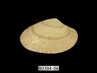 藏品(波紋橫簾蛤)的圖片